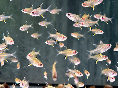 Zitronensalmler Hyphessobrycon pulchripinnis