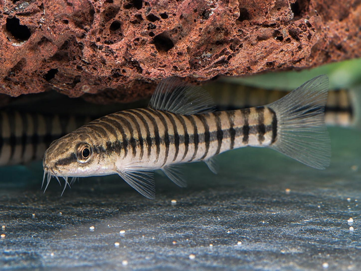 Zwerg-Tigerschmerle Yunnanilus pulcherrimus