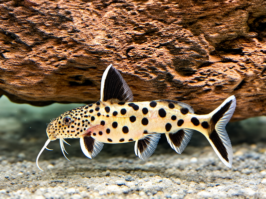 Zwerg Fiederbartwels Synodontis lucipinnis