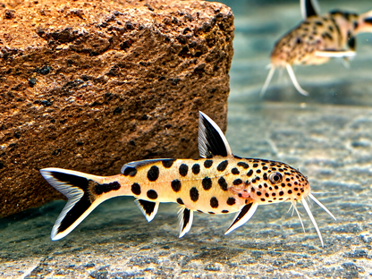 Zwerg Fiederbartwels Synodontis lucipinnis