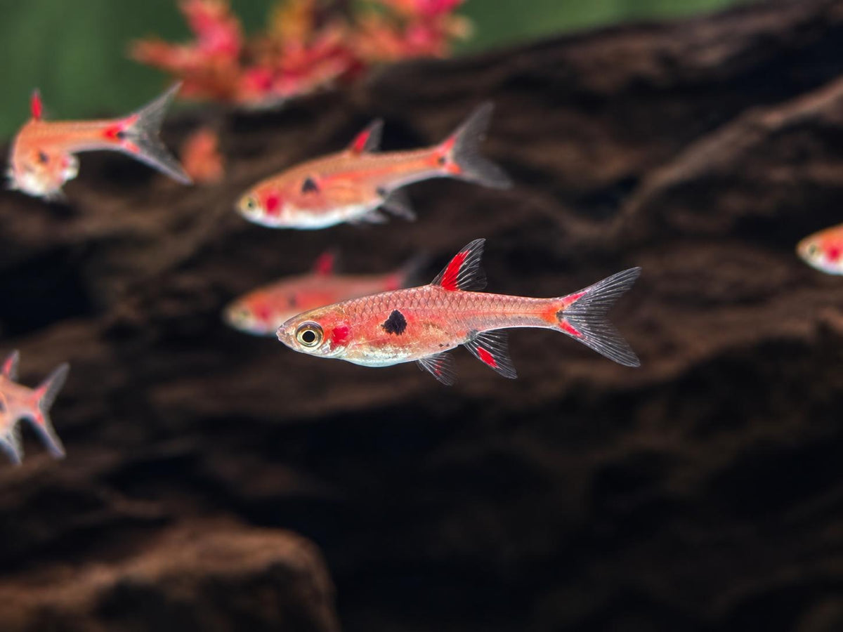 Zwergbärbling Boraras maculatus