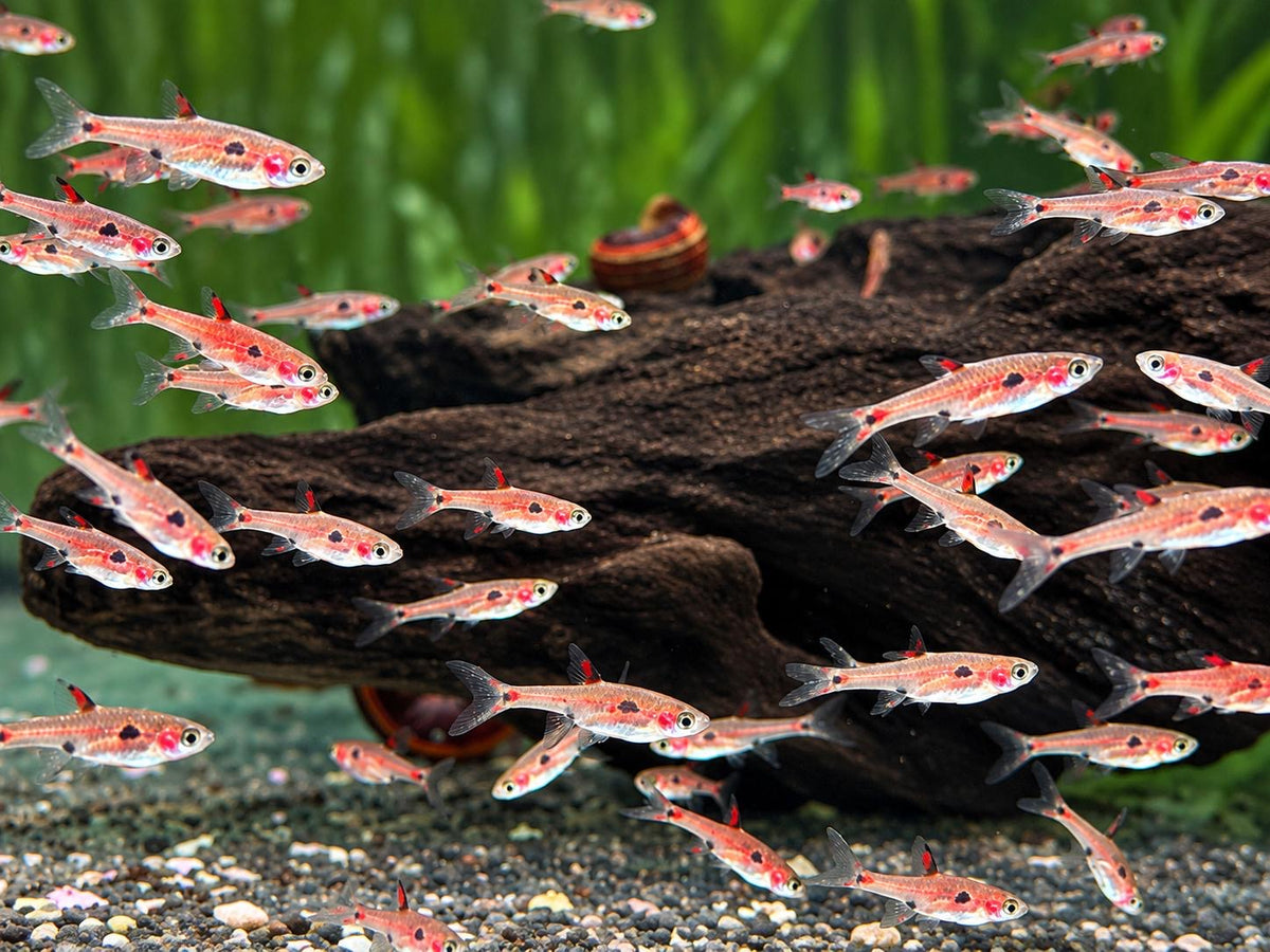 Zwergbärbling Boraras maculatus