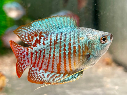 Zwergfadenfisch Rainbow blau Colisa lalia