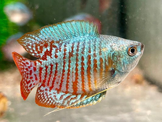 Zwergfadenfisch Rainbow blau Colisa lalia