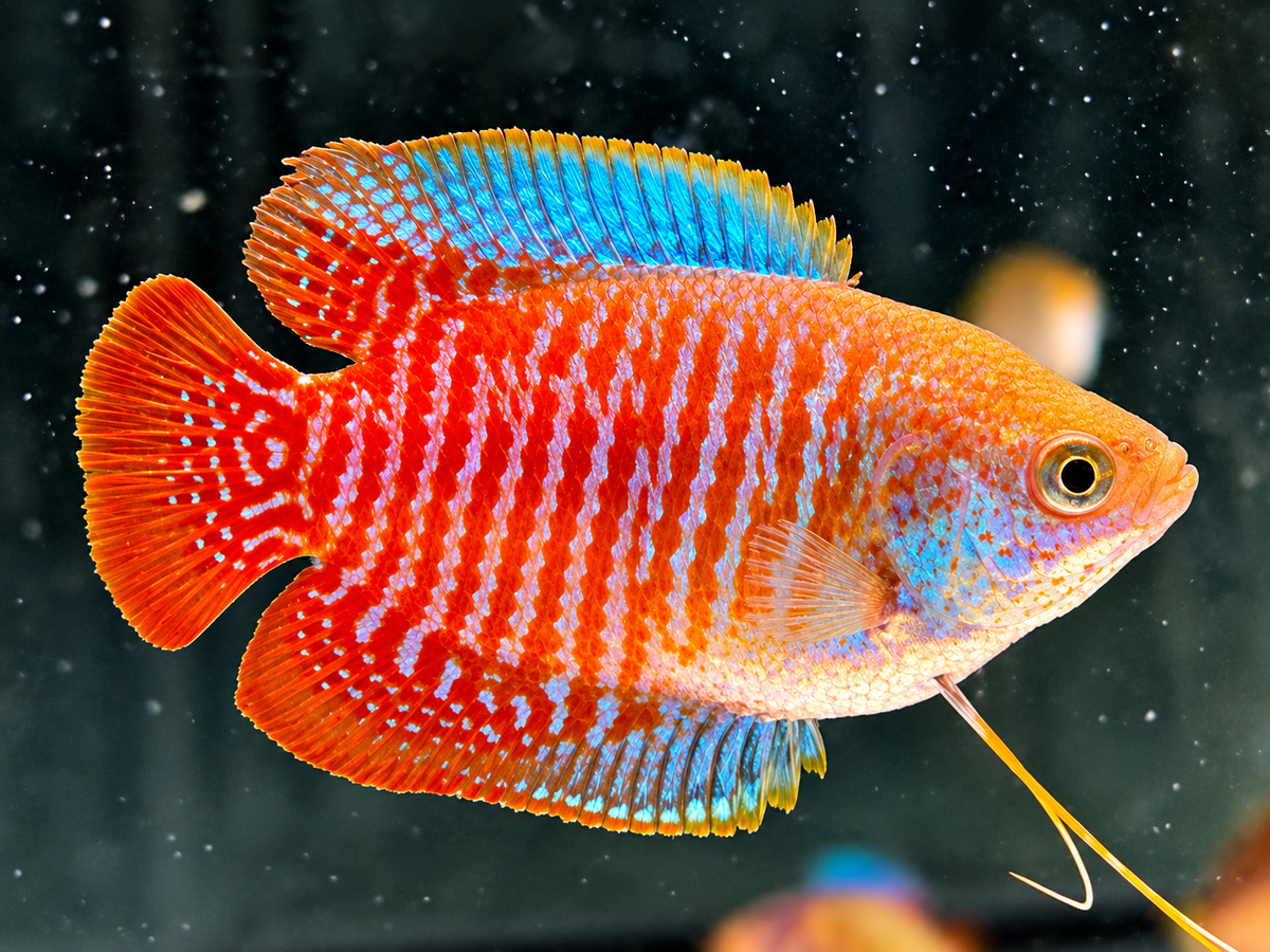 Zwergfadenfisch natur Colisa lalia