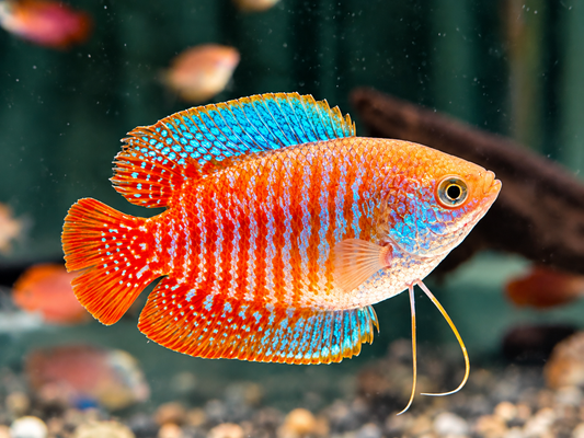 Zwergfadenfisch natur Colisa lalia