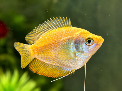 Zwergfadenfisch rot Colisa lalia