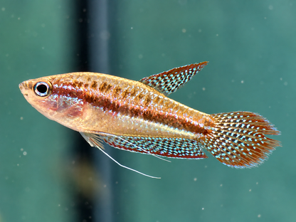 Knurrender Zwerggurami Trichopsis pumilus