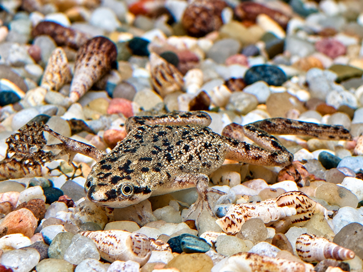 Zwergkrallenfrosch Hymenochirus boettgeri 2-3 cm