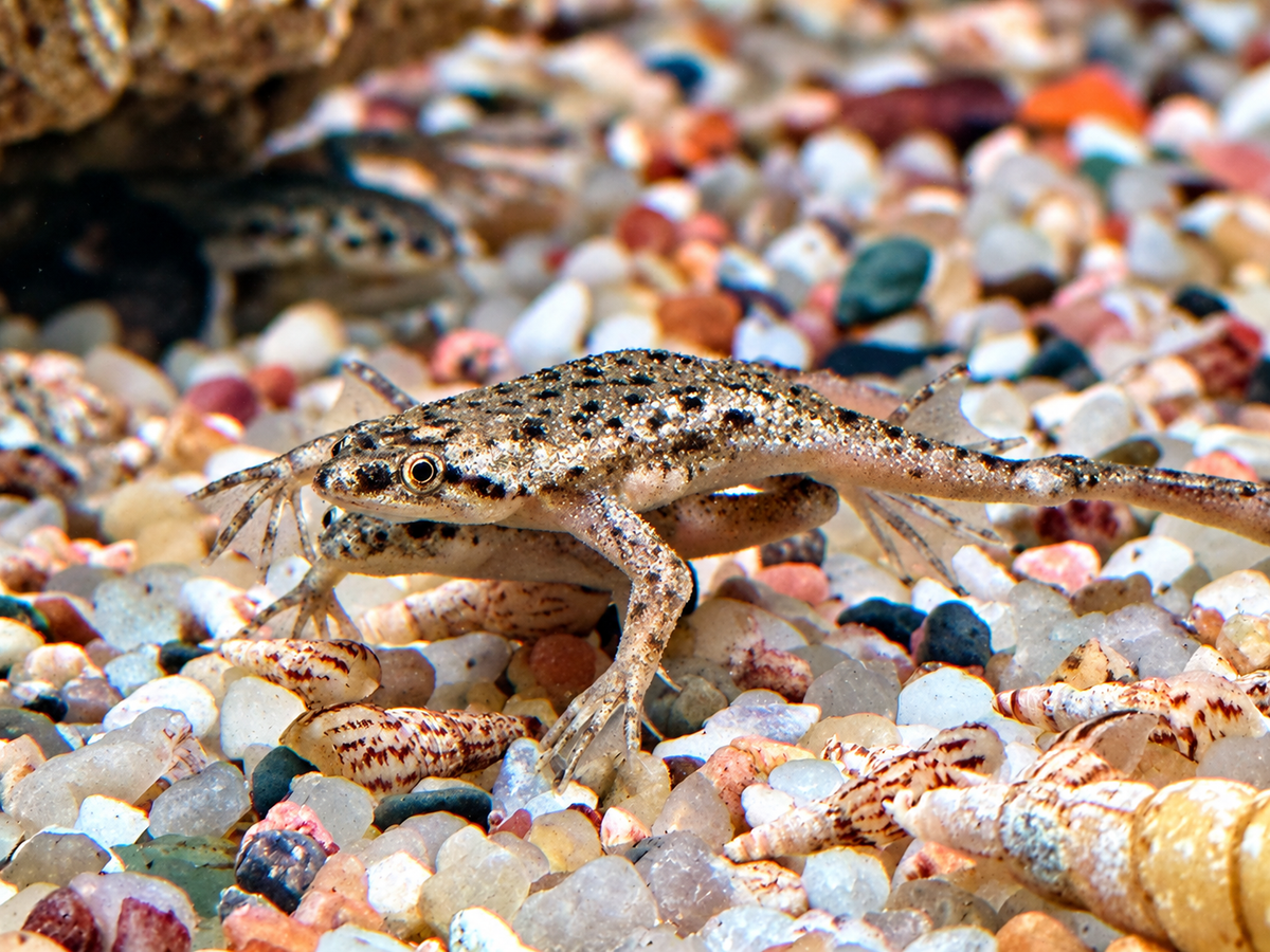 Zwergkrallenfrosch Hymenochirus boettgeri 2-3 cm