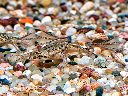 Zwergkrallenfrosch Hymenochirus boettgeri 2-3 cm