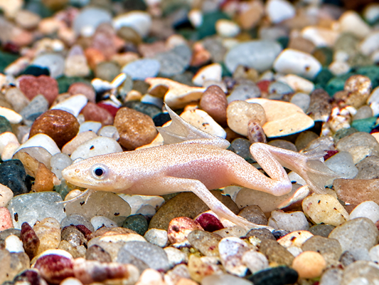 Zwergkrallenfrosch Platinum Gold Hymenochirus boettgeri 2-3 cm