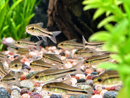 Zwergpanzerwels Corydoras pygmaeus – Nachzucht kaufen