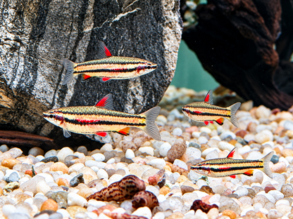 Zwergziersalmler Nannostomus marginatus