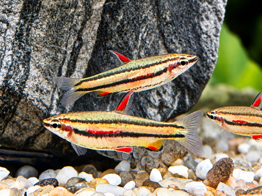 Zwergziersalmler Nannostomus marginatus